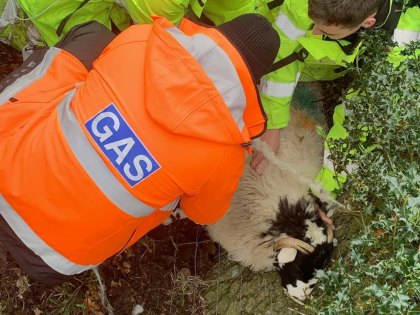 Sheep_trapped_web Image